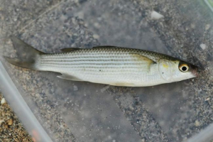 Сінгліна - риба сімейства кефалеви Сінгліна - риба сімейства кефалеви